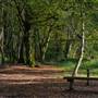 Tehidy Woods