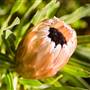 Tresco Abbey Gardens