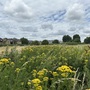 Leyton Marsh