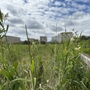 Walthamstow Marshes