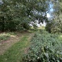 Cornmill Meadows & Wood