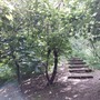 Nightingale Wood