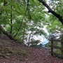 Nightingale Wood