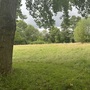 College Meadow