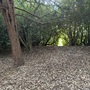 Strawberry Hill House - The Wilderness Woodland Walk
