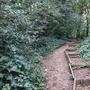 Crystal Palace Park - The Glades Woodland