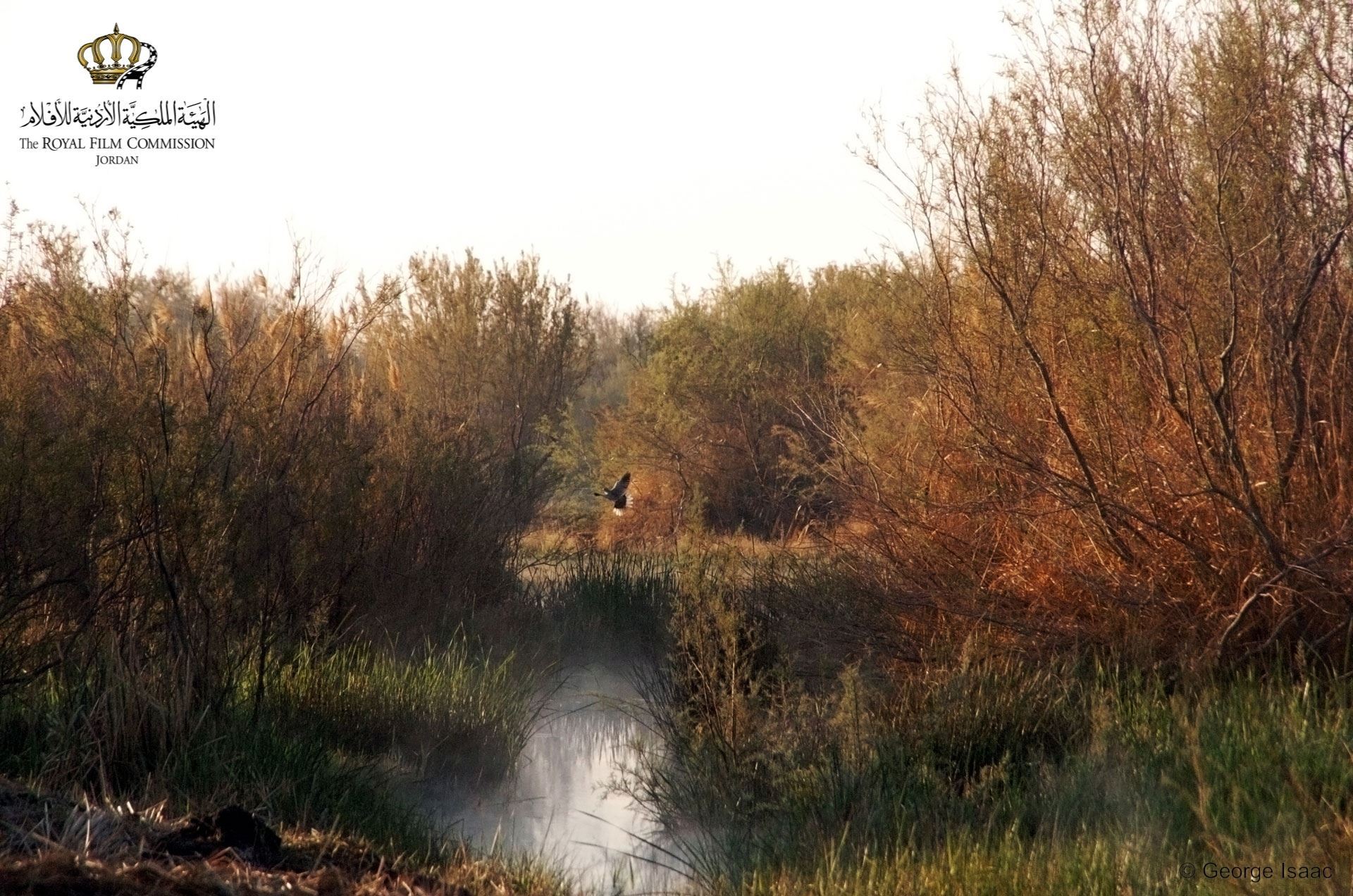 Locations Hub - Azraq Wetland Reserve
