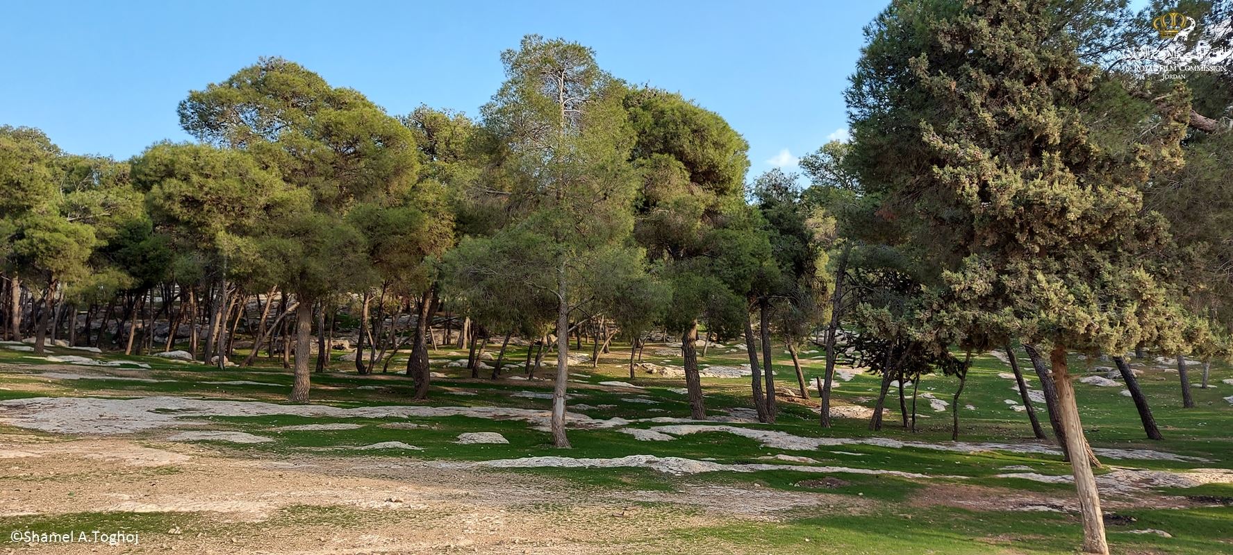 Forest In Bahrain Locations Hub - King of Bahrain Forest