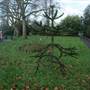 Peckham Rye Park and Common