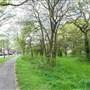 Long Lane Wood