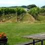 Palmer Vineyard