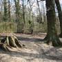 Dulwich Wood