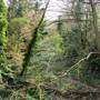 Sydenham Hill Wood