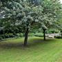 Emslie Horniman's Pleasance - Quiet Garden
