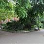 Embankment Gardens Chelsea