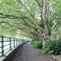 Bishops Park - River Walk / Thames Path