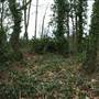 Amherst Wood Open Space