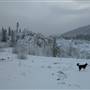 Copper Mine Field