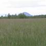 Smith's Hay Field