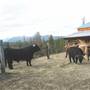 Takhini Highlander Farm