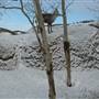 Yukon Wildlife Preserve