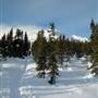 White Pass Forest