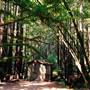 Vintage 1920's Home on 5 Forested Acres