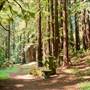 Vintage 1920's Home on 5 Forested Acres