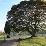 Hendon Park