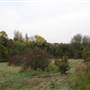 The Mill Field