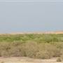 Mangrove Forest - غابة المانجروف في فرسان