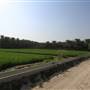 Peddy Crops & Palm Garden مزارع الرز والنخيل