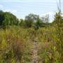 Middlesex Filter Beds Nature Reserve