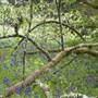 Trebah Gardens