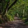 Tehidy Woods
