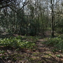 West Wickham Common and Hayes Common