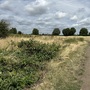 Leyton Marsh