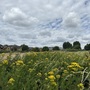 Leyton Marsh