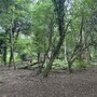 Nightingale Wood