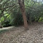 Strawberry Hill House - The Wilderness Woodland Walk