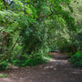 Holland Park - Woodland Area
