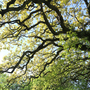 Milden Hall