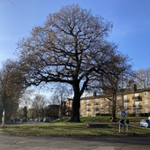 Sydenham Avenue
