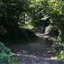 Littleheath Woods