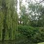 The Knoll