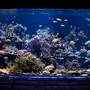 Long Island Aquarium