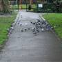 Lucas Gardens
