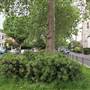 Brook Green