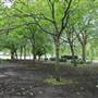 South Park - Woodland and Playground