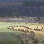 Grove's Ranch